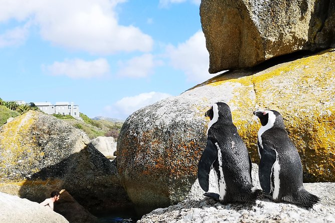 Penguin Time! Private Peninsula Experience. - Who should book this experience?