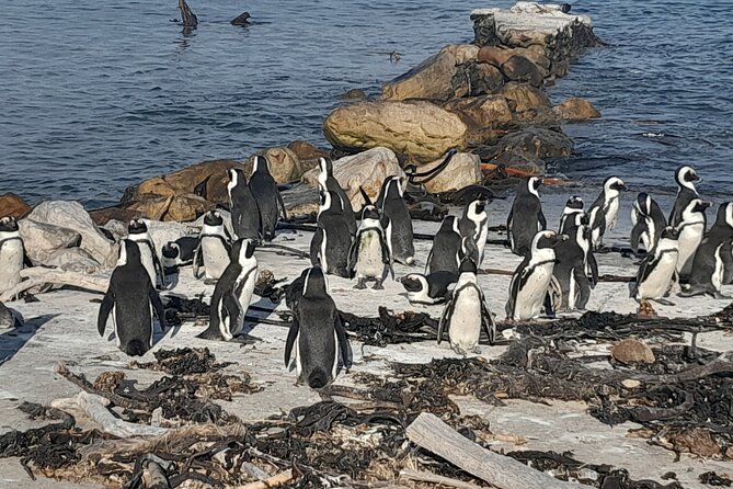 Penguins Boulders Beach and Cape Point Small Group Day Tour - Cape of Good Hope: history at the southern edge