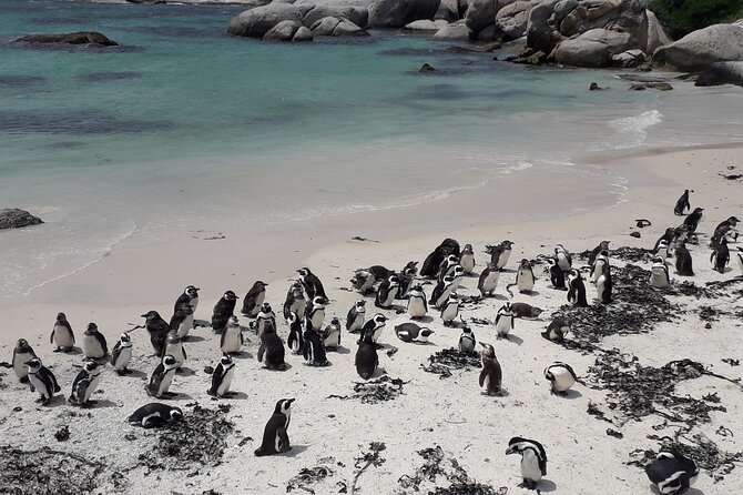 Penguins Cape of Good Hope, Cape Point Private Tour - Boulders Beach and Simon’s Town: penguins beside the boardwalk