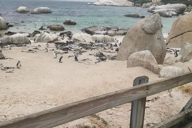 Penguins Viewing, Cape of Goodhope and Winelands Region - Why a private guide changes the day