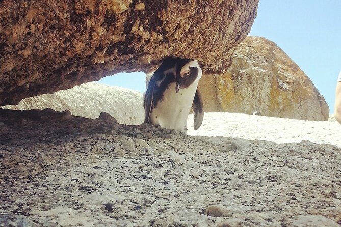 Peninsula Full Day Private Tour - Why this private Cape Peninsula route works