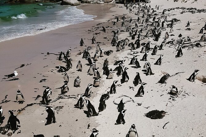 Peninsula Full Day Private Tour - Cape Point Nature Reserve is the day’s main event