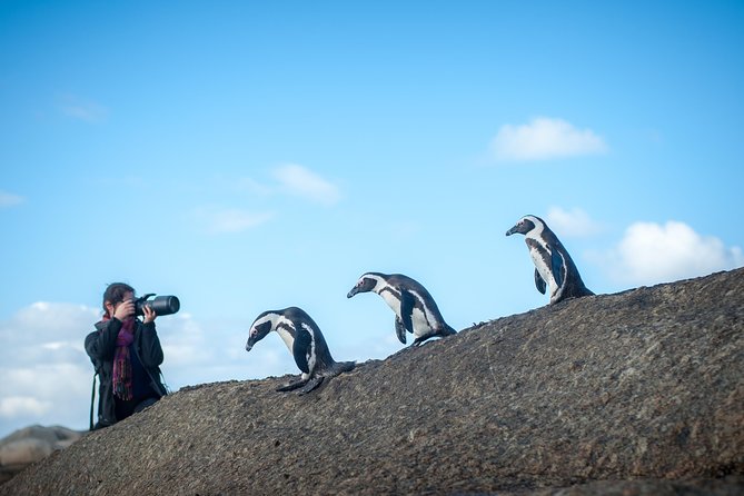 Peninsula Photography Tour - Boulders Beach and its penguin colony