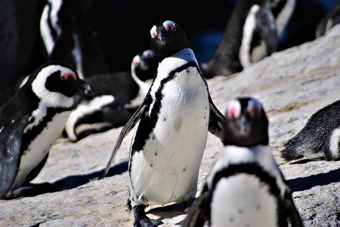 Peninsula Tour - Boulders Beach and the African penguin colony