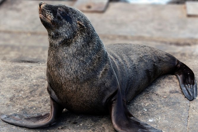 Peninsula Tour Cape Town - Cape of Good Hope: open space and wildlife