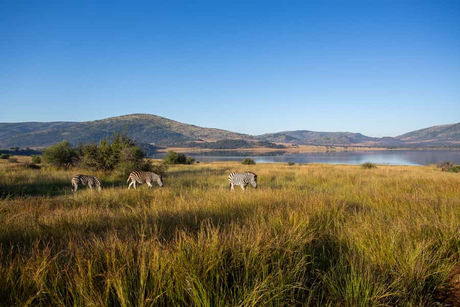 Pilanesberg: 2 Day 3-Star Pilanesberg Safari - Manyane and Bakgatla: simple camp living