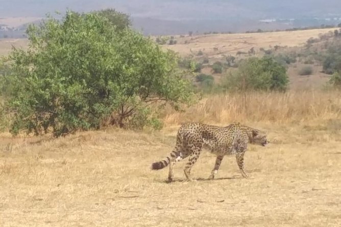 Pilanesberg and Sun City Tour - Four hours at the Valley of Waves