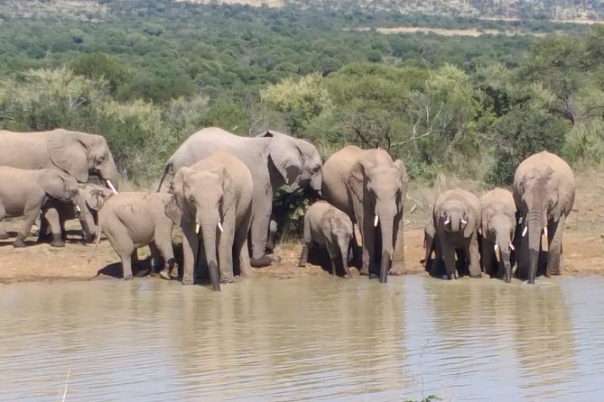 Pilanesberg and Sun City Tour - Who should book this Pilanesberg and Sun City day?