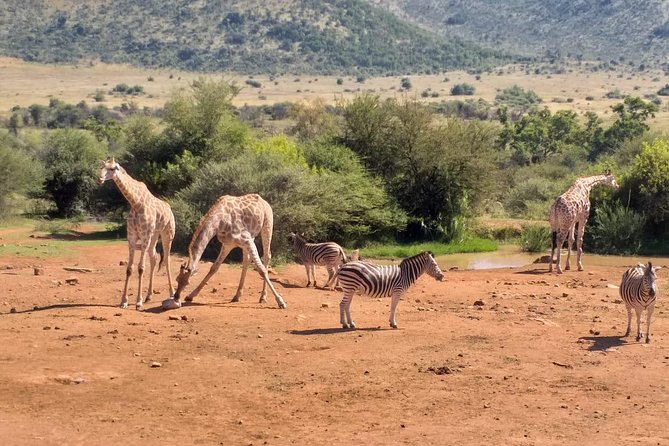 Pilanesberg and Sun City Tour - Entering Pilanesberg for a Big Five search