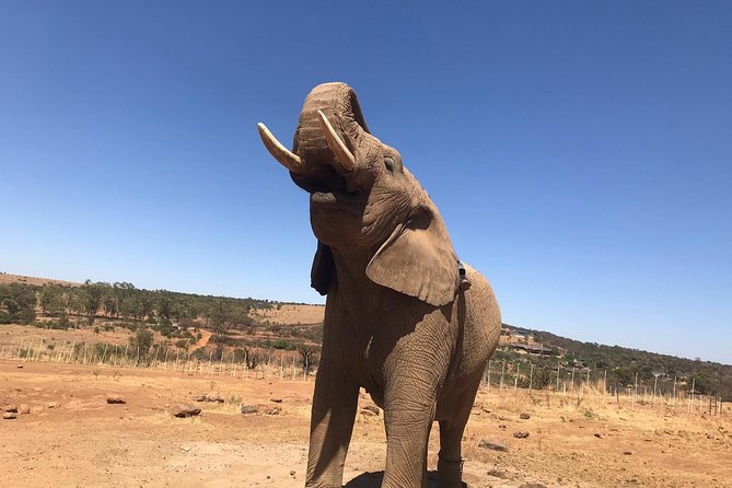 Pilanesberg camping Safari from Johannesburg - Open vehicle versus enclosed vehicle drives