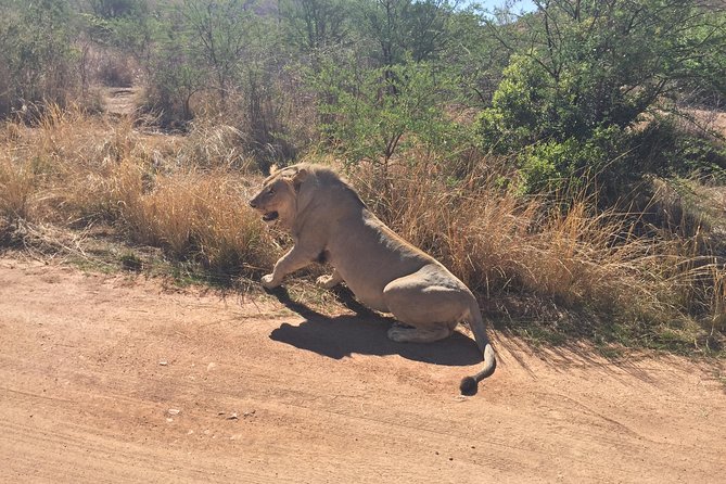 Pilanesberg camping Safari from Johannesburg - Wildlife expectations in Pilanesberg
