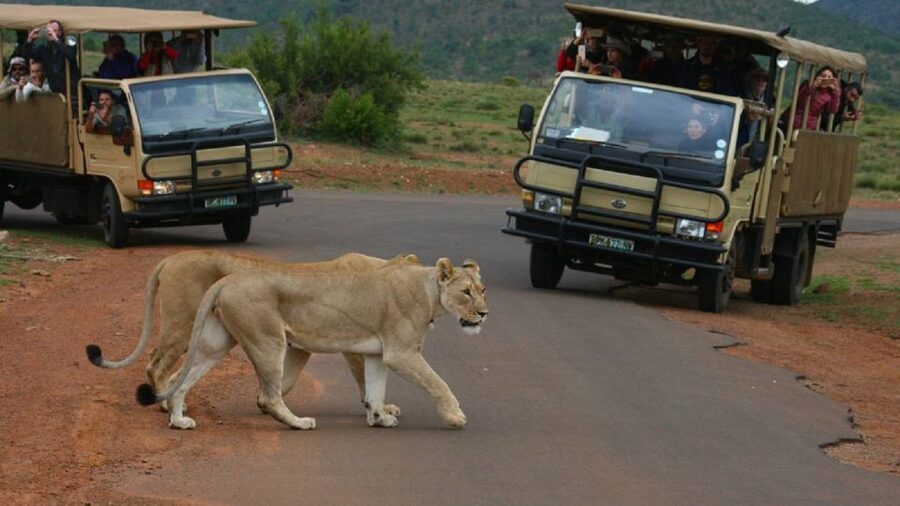 Pilanesberg Full-Day Shared Safari with Sun City Visit - Why Pilanesberg makes a good Johannesburg safari choice