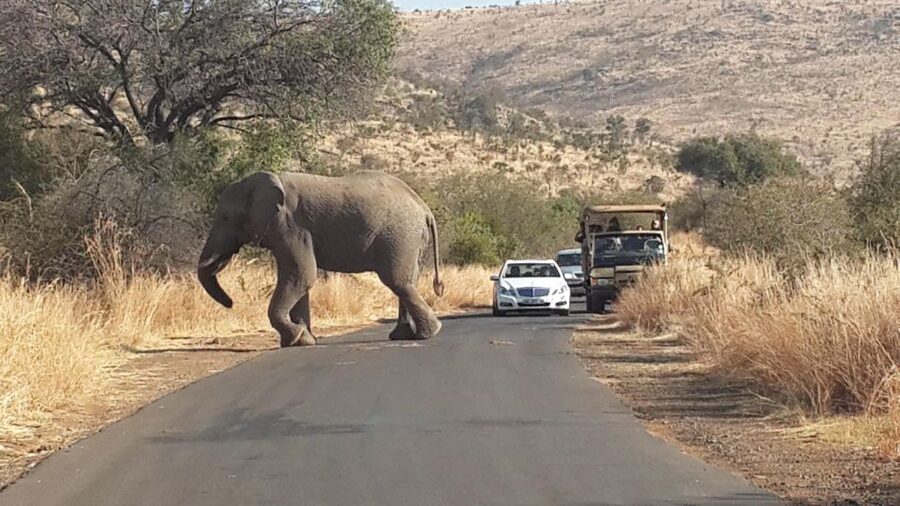 Pilanesberg Full-Day Shared Safari with Sun City Visit - The 6:00 AM departure from Johannesburg