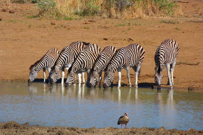 Pilanesberg Game Reserve 6 Hour Sunrise Safari from Johannesburg or Pretoria - The 4:00 am pickup and long road to the park