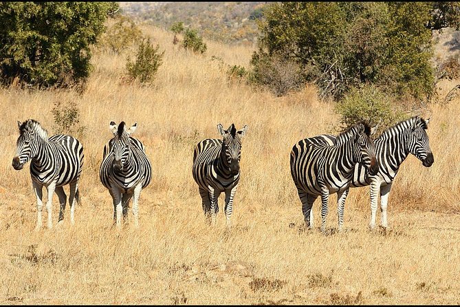 Pilanesberg Game Reserve 6 Hour Sunrise Safari from Johannesburg or Pretoria - Bakubung Bush Lodge and lunch by the waterhole