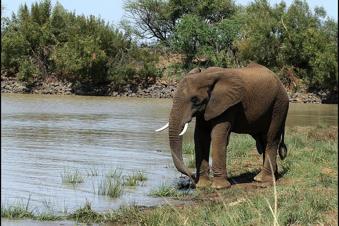 Pilanesberg Game Reserve 6 Hour Sunrise Safari from Johannesburg or Pretoria - Who should book this safari