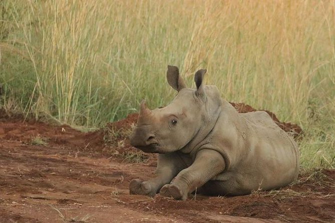 Pilanesberg Game Reserve 6 Hour Sunrise Safari from Johannesburg or Pretoria - How to prepare for the best day