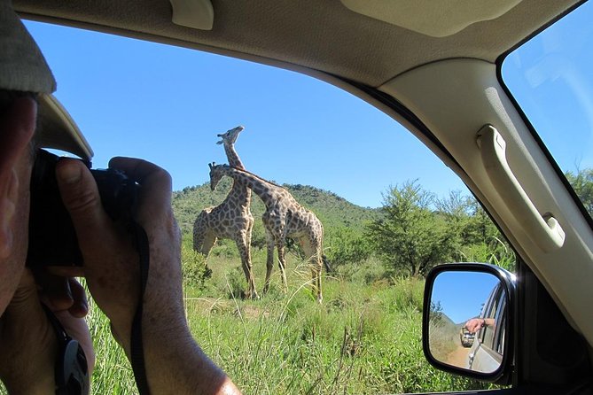 Pilanesberg Game Reserve 6 Hour Sunrise Safari from Johannesburg or Pretoria - Six hours among Pilanesberg’s wildlife