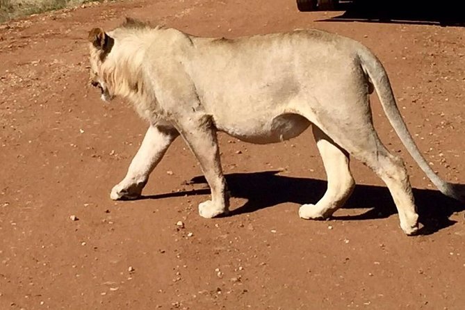 Pilanesberg Game Reserve Guided Day Tour from Johannesburg or Pretoria - Why Pilanesberg works for a one-day safari