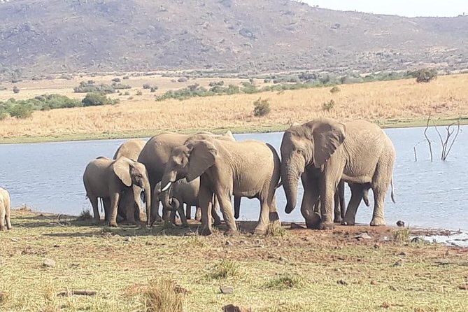 Pilanesberg Game Reserve Guided Day Tour from Johannesburg or Pretoria - Who should book this day trip?