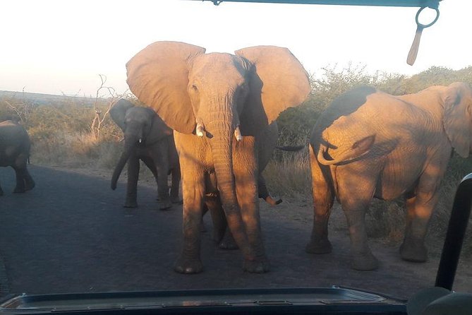 Pilanesberg Game Reserve Guided Day Tour from Johannesburg or Pretoria - Entering Pilanesberg for the six-hour game drive