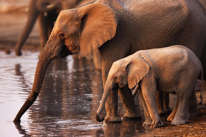 Pilanesberg Game Reserve Safari and Sun City Day Trip from Johannesburg - Two South African attractions in one long day