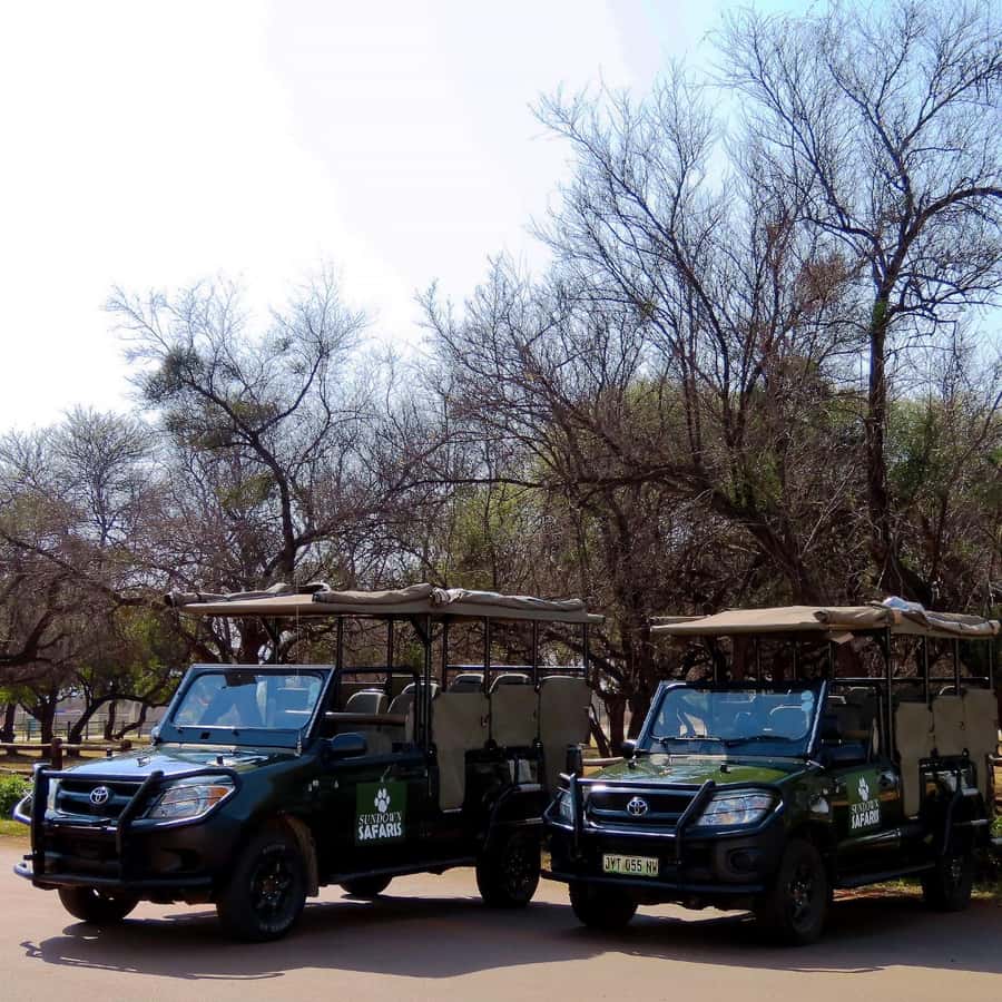 Pilanesberg Morning or Afternoon 3 Hour Game Drive - Who should book this safari?