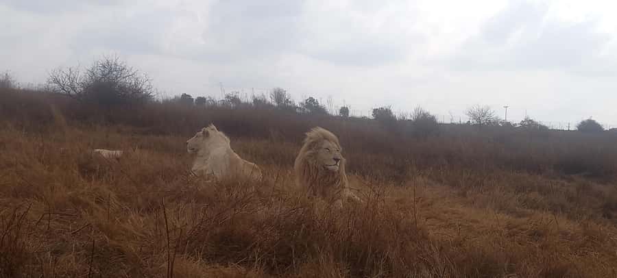 Pilanesberg National Park - Why Pilanesberg works for a Johannesburg safari