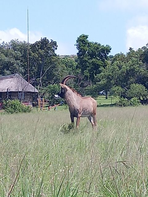 Pilanesberg National Park - Six hours of open-vehicle game drives