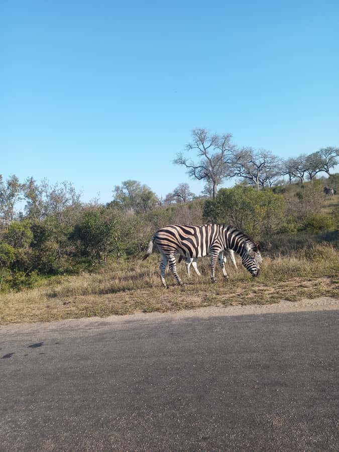 Pilanesberg National Park - Is $248 a fair price?