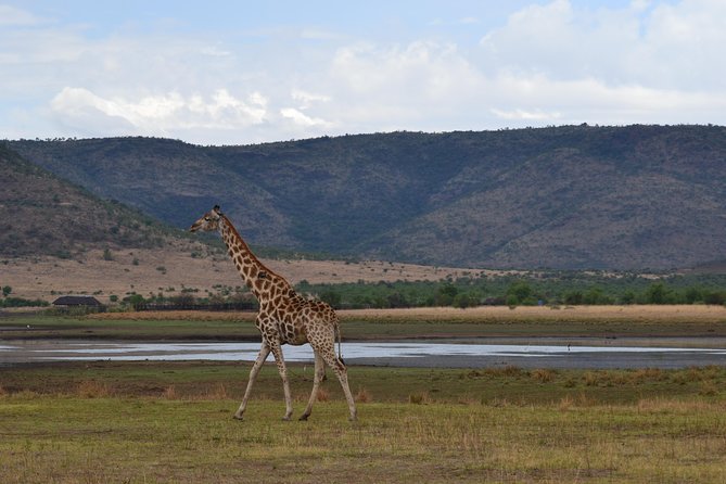 Pilanesberg National Park Day Tour from Pretoria, every SATURDAY - Key points to know before Saturday