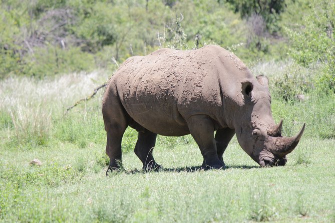 Pilanesberg National Park Day Tour from Pretoria, every SATURDAY - Guides George and Lucky add useful local knowledge