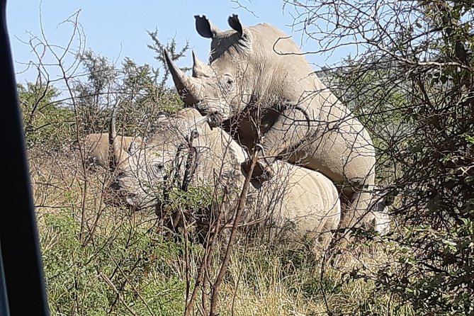 Pilanesberg National Park Day Tour from Pretoria, every SATURDAY - The Big Five promise, without the Big Five guarantee