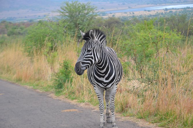 Pilanesberg National Park Day Tour from Pretoria, every SATURDAY - Who will get the most from this Saturday safari