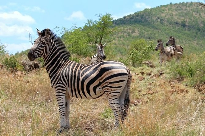 Pilanesberg National Park Full Day Safari From Johannesburg - Why Pilanesberg works as a Johannesburg day trip