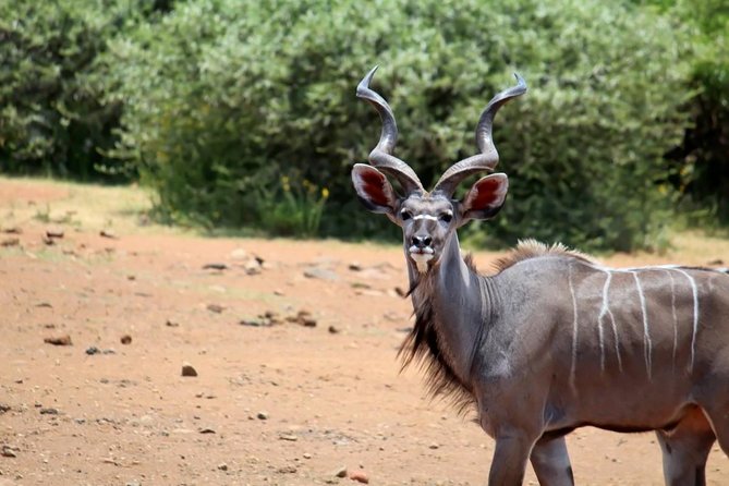 Pilanesberg National Park Full Day Safari From Johannesburg - Lunch after the game drive