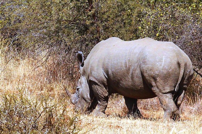 Pilanesberg National Park Full Day Safari From Johannesburg - Who will enjoy this safari most