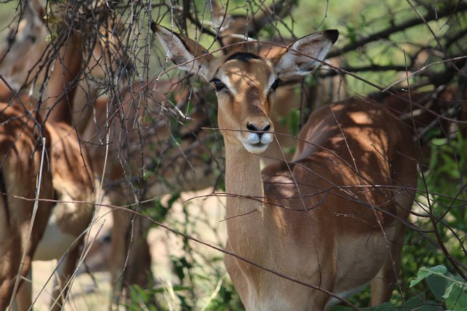 Pilanesberg National Park Full Day Safari From Johannesburg - Leaving Johannesburg at 6:00 am