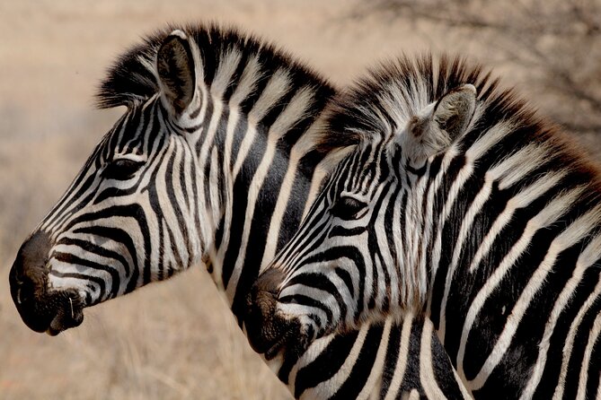 Pilanesberg National Park Safari in Open Vehicle from Johannesburg - The 5:30 am pickup and three-hour road journey