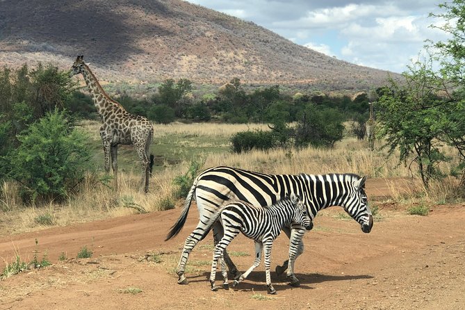Pilanesberg National Park Safari in Open Vehicle from Johannesburg - The midday stop at Kwa Maritane or Bakubung