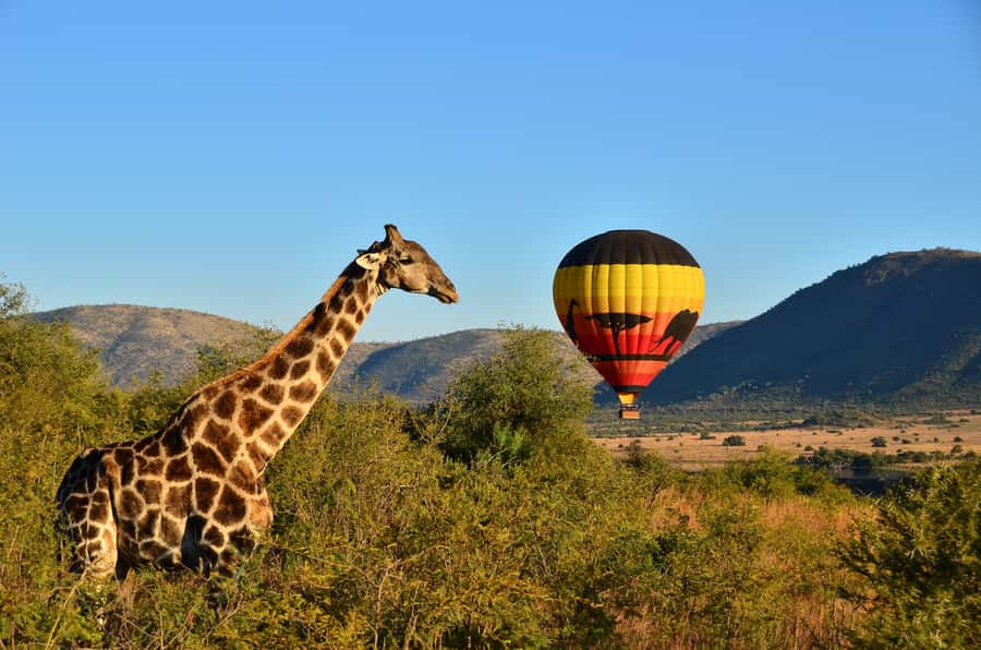 Pilanesberg National Park/Sun City Hot Air Balloon Safari - A silent safari above Pilanesberg National Park