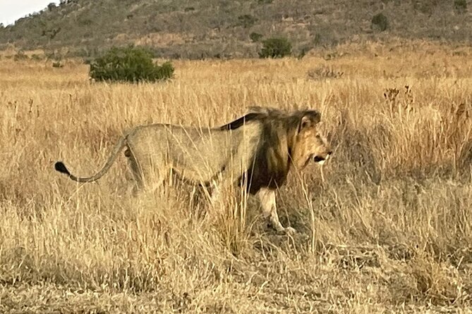 Pilanesberg National Park Tour - Key points to know before booking