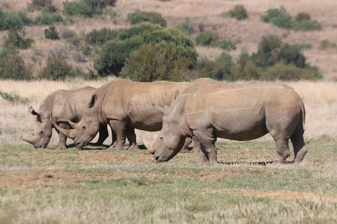 Pilanesberg Nature Reserve - Why Pilanesberg works as a day safari