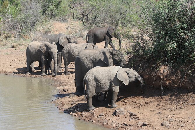 Pilanesberg Nature Reserve - Searching for lions, elephants, and leopards