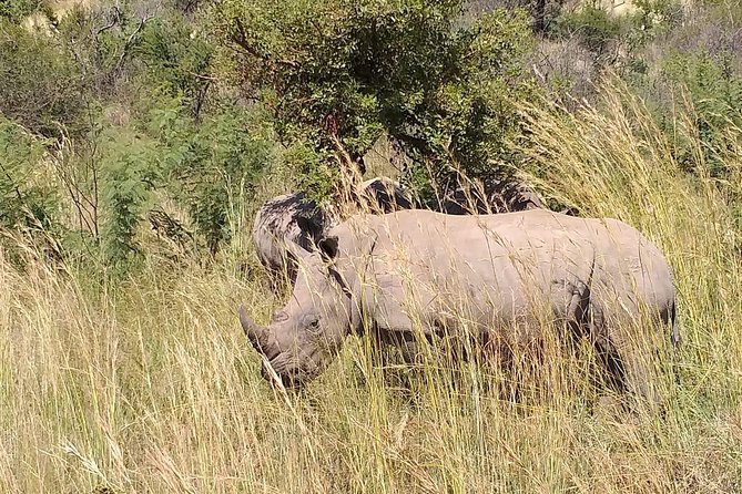 Pilanesberg Safari Fullday - Why Pilanesberg makes a strong day safari