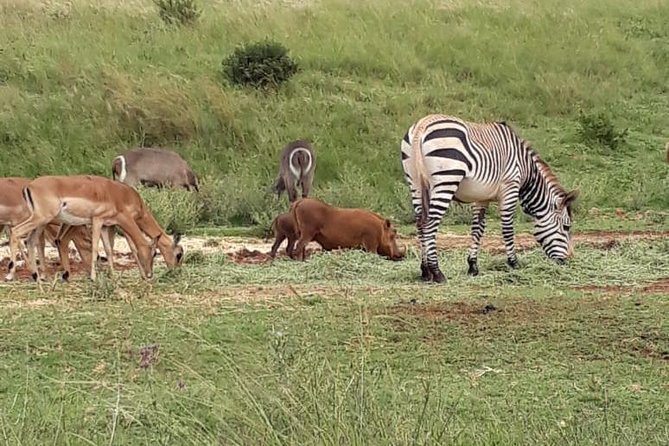 Pilanesberg Safari Fullday - Two open-vehicle drives give you more chances