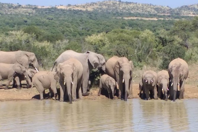 Pilanesberg Safari Fullday - Wildlife targets, from elephants to crocodiles