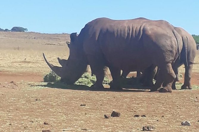 Pilanesberg Safari Fullday - More than 360 bird species for patient observers