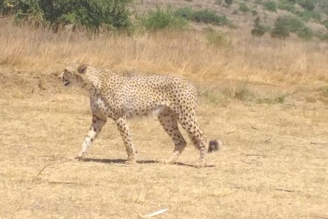 Pilanesberg Safari Fullday - Lunch, snacks, and the practical comfort level