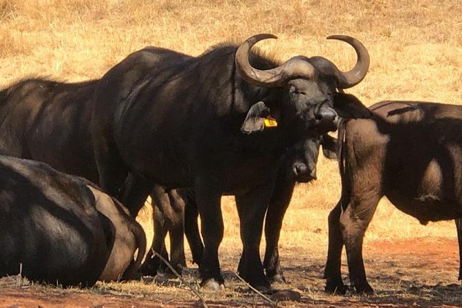 Pilanesberg Safari Fullday - What the reviews tell me about the human side
